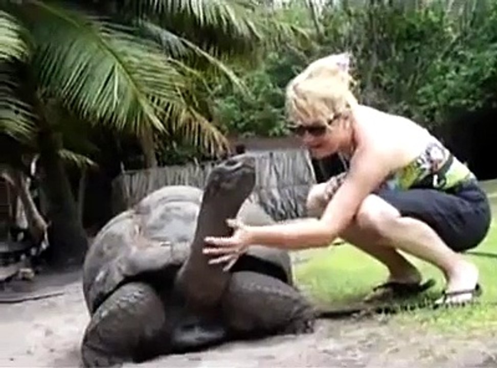 Kaplumbağ kadının sevgisine dayanamıyor