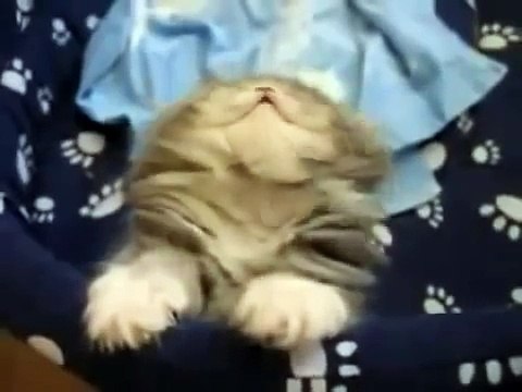 Видео приколы про котов самые смешные. Супер смешные коты. Улетное видео про котов.