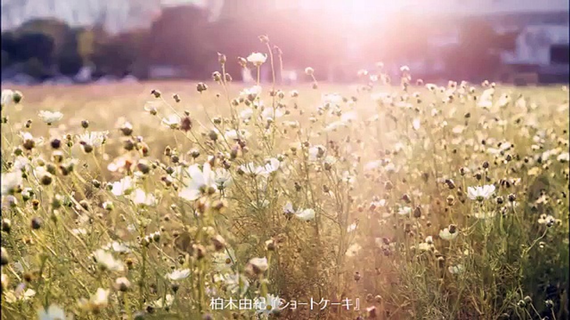 柏木由紀 ショートケーキ Dailymotion Video