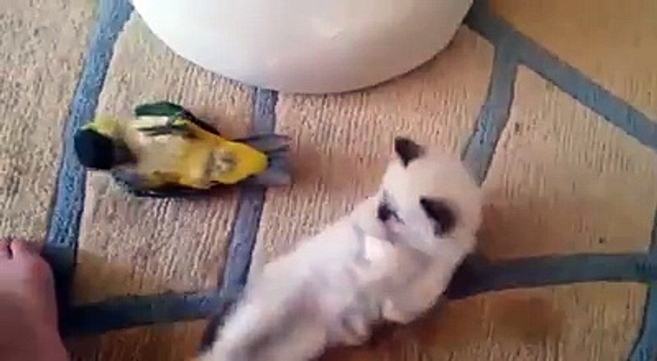 The kitten and parrot play time