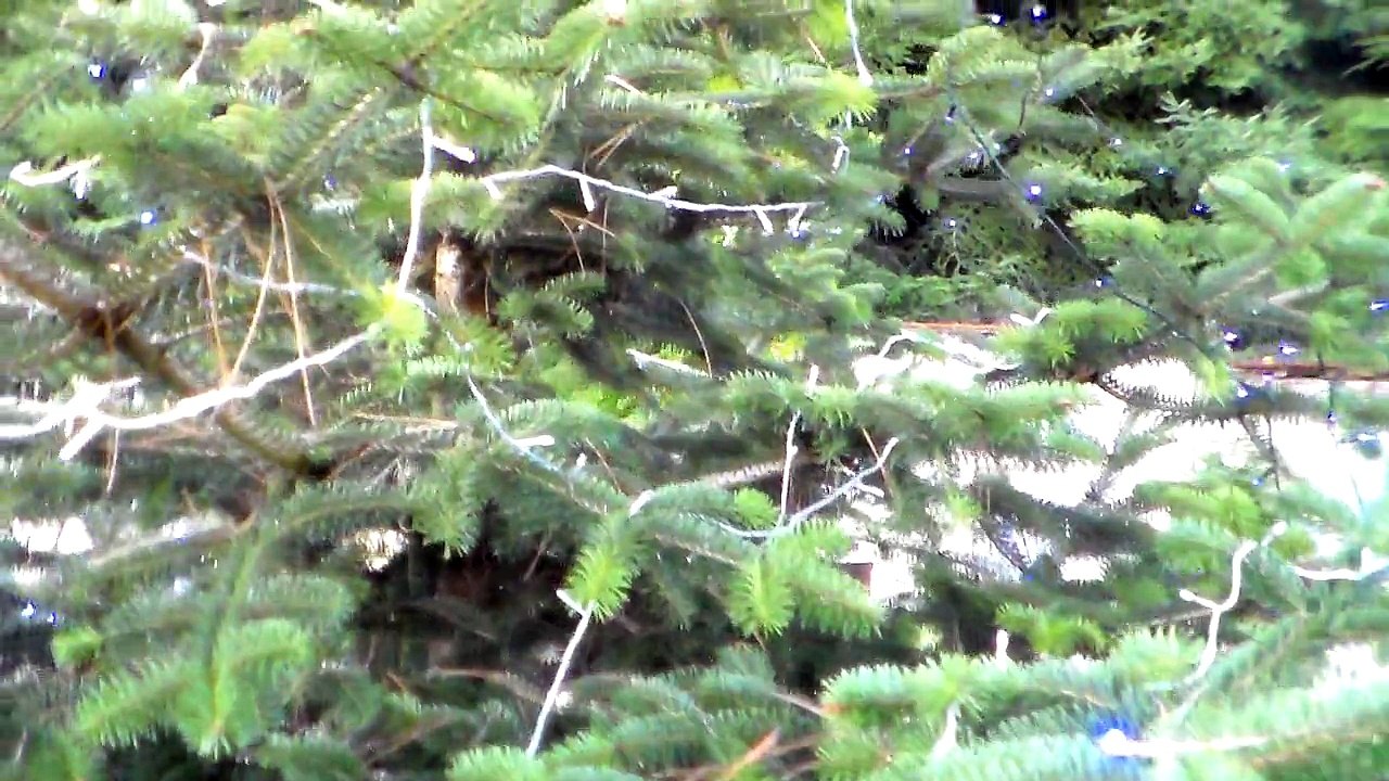 LUCI DI NATALE