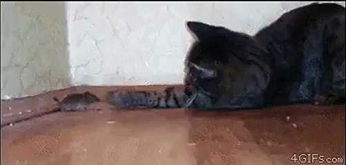 Funny Animal: Dog kissing cat