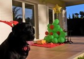 A Doggy Surprise for Christmas