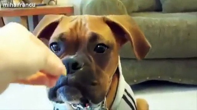 Funny Talking Dogs Compilation 2014 - Talking Dog Videos
