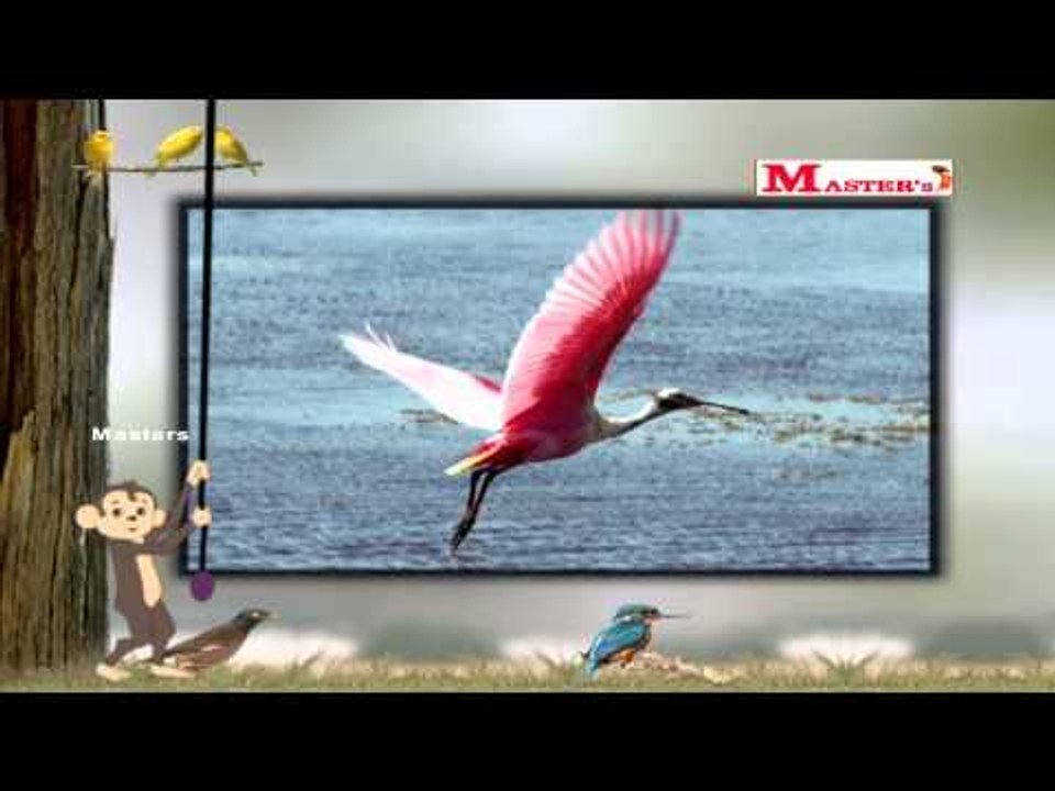 Birds with Sounds Part - 6 - English Animation Video for Kids