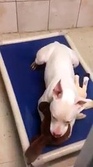 Une femelle pitbull sourde console son chagrin dans les bras d'un animal en peluche.