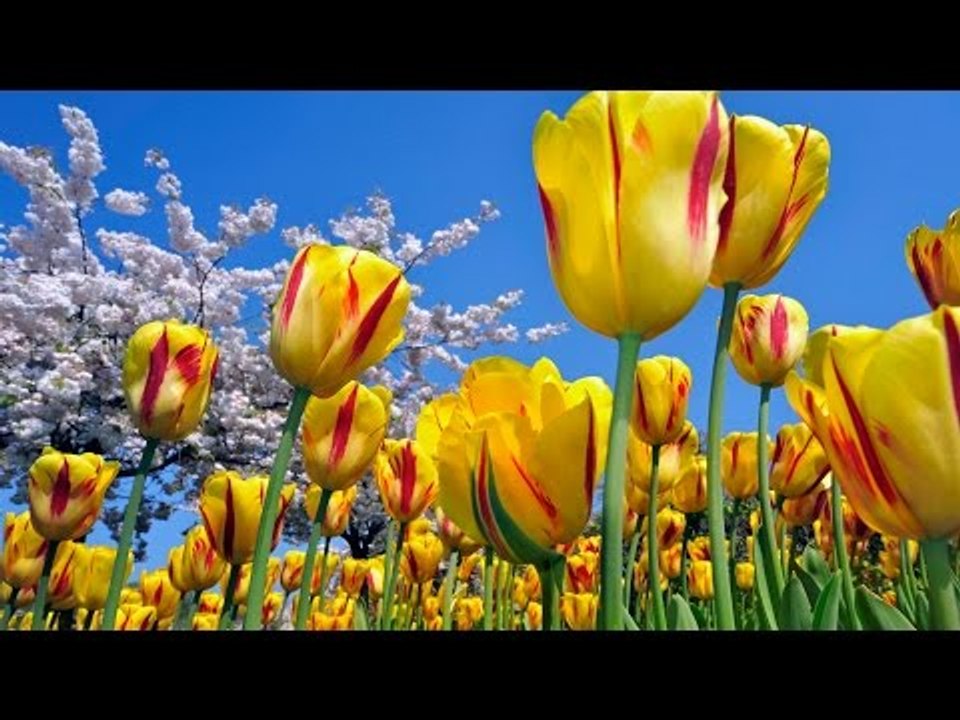 Kester Hit Malayalam Christian Devotional Song