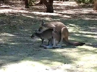 Kangaroo Mating While Baby in Pouch Horny Animals