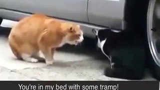 Cheating Cat Gets Blasted By Girlfriend Rage Foul Language LOL