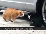 Cheating Cat Gets Blasted By Girlfriend Rage Foul Language LOL