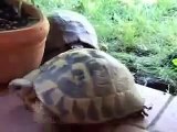 Mating Turtle Sounds Like A Human Funny Turtle Must Watch