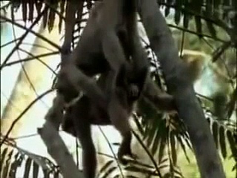 Funny Animal Mating Mix With French Dialogues Hilarious