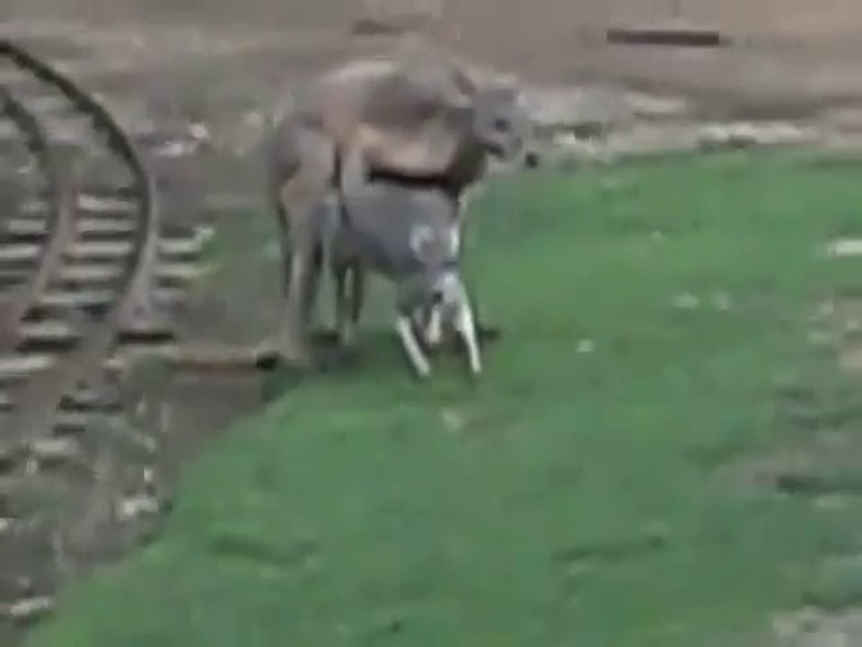 نسخة عن Mating Kangaroos Give Free Show At Park