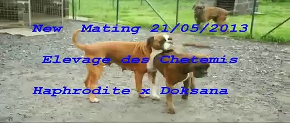 Female Boxers Mating Confused Sexuality