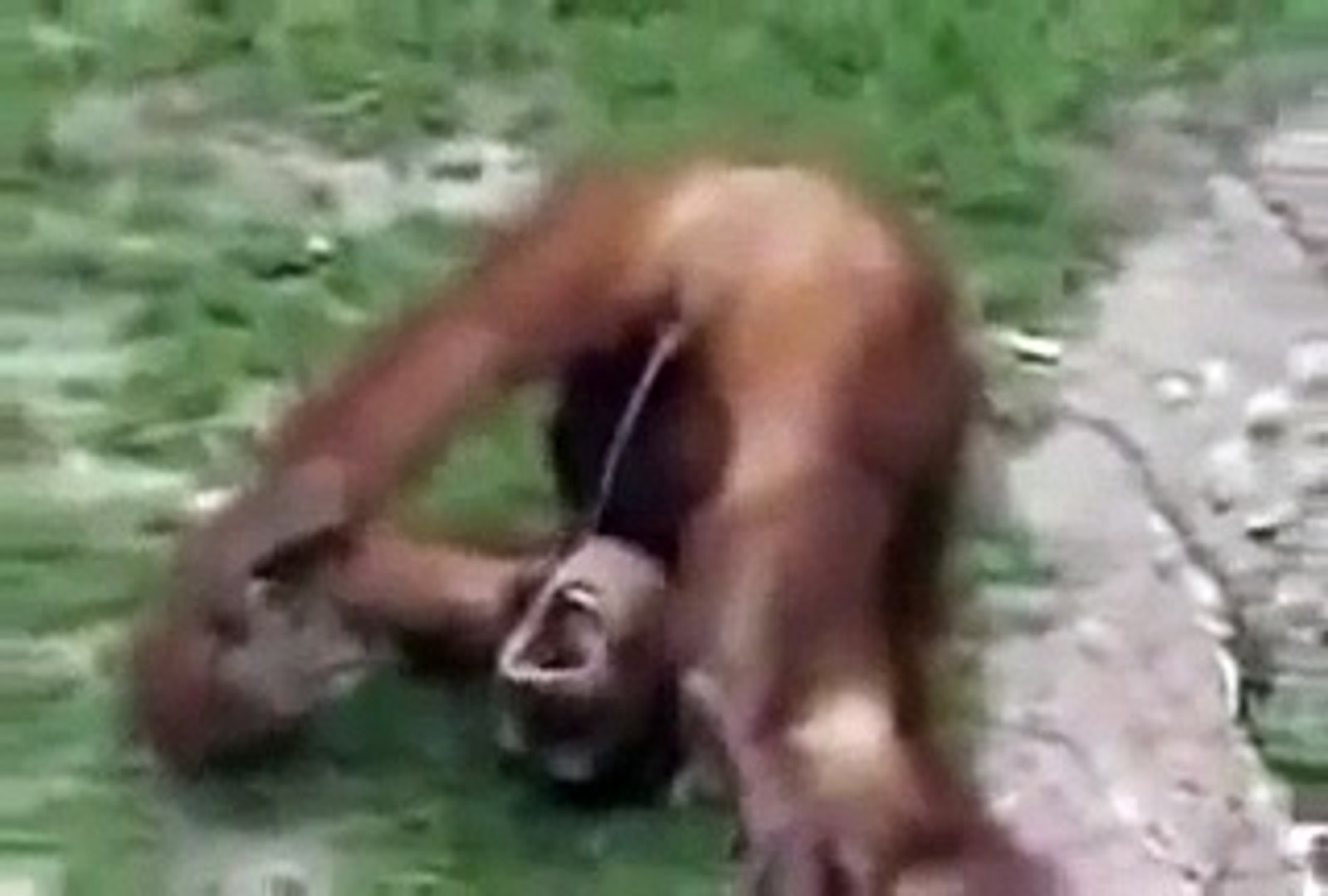 Cute & Funny Animals Mischievous Animals Prankster Animals