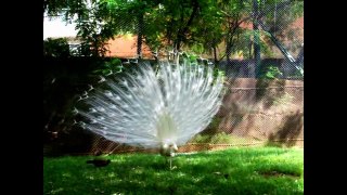 Beautiful White Peacock Spreading its Feathers - Amazing Dancing Video