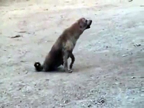 Bursada engelli taklidi yapan dilenci zabıtayı görünce.