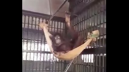 Un orang-outan se fait un hamac