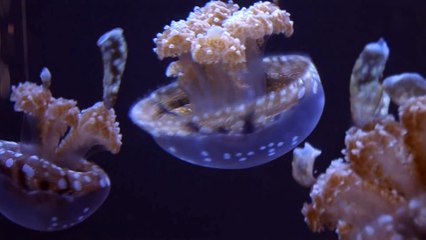 White-Spotted Jellies at the Aquarium