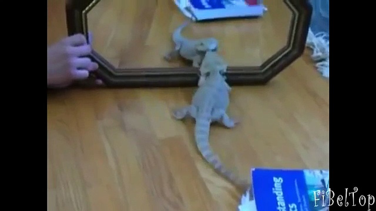 Смешное видео про животных Лучшие приколы про животных Улетные животные. Смешно до слез.