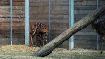 Baby Nyala Just Born  Willie the Chimpanzee Reacts to His Own Reflection!