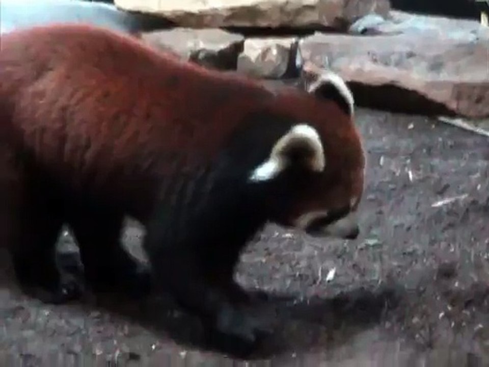 Toby the Red Panda Explores His New Home