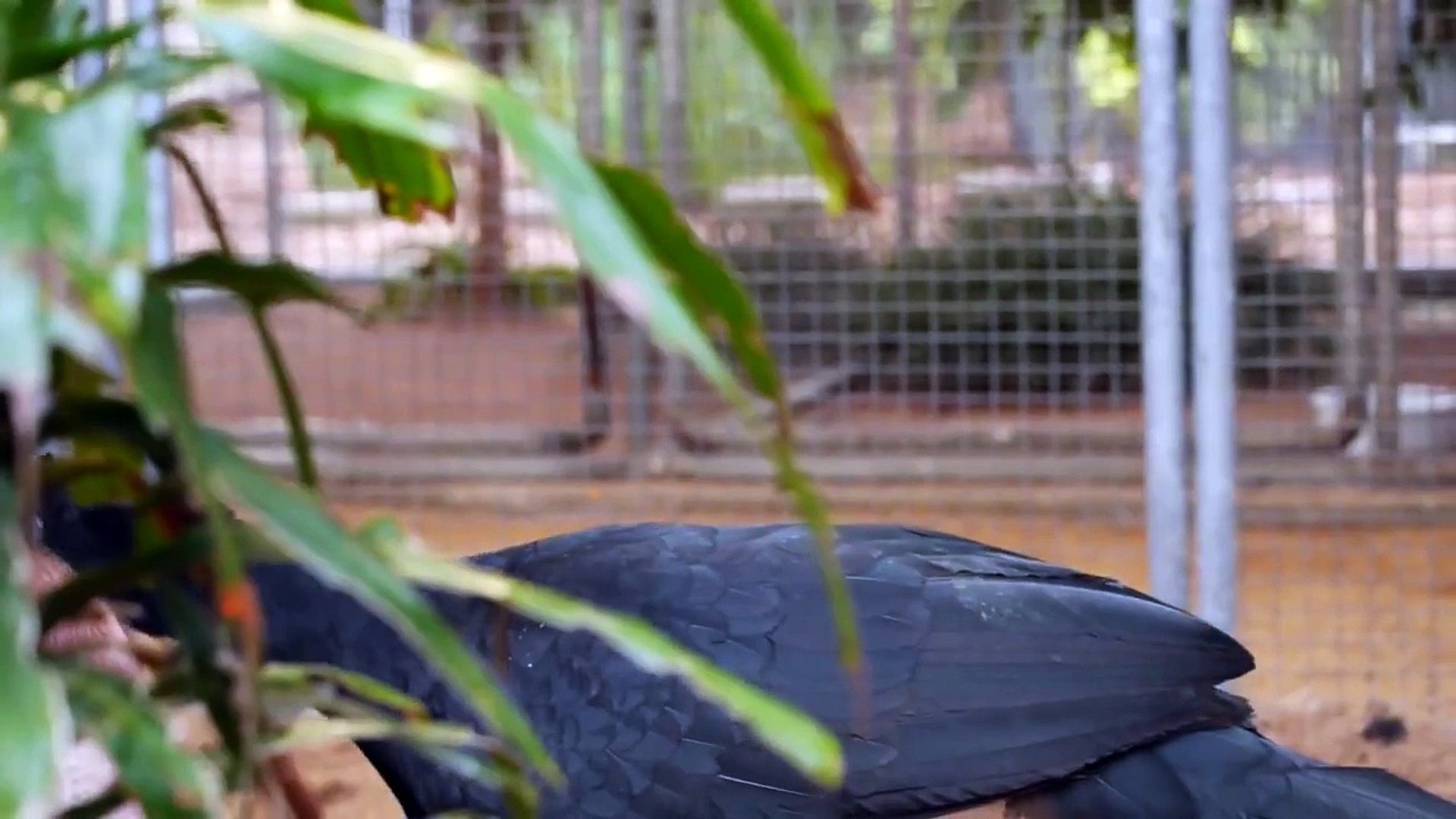 ⁣Saving the Critically Endangered Blue Billed Curassow