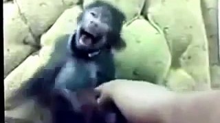 Funny Monkey Dance Video - People Enjoyed Allot