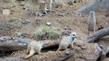 Meerkat morning   Willie the Chimpanzee Reacts to His Own Reflection!