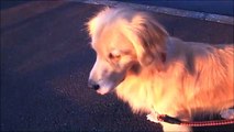 Funny Dog Videos - This Dog Imitates The Police Siren