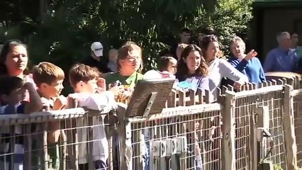 Willie the Chimpanzee Reacts to His Own Reflection!  Pumpkin Smash!