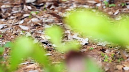 Rattlesnake Up Close  Willie the Chimpanzee Reacts to His Own Reflection!