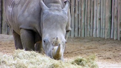 Willie the Chimpanzee Reacts to His Own Reflection! Rhino