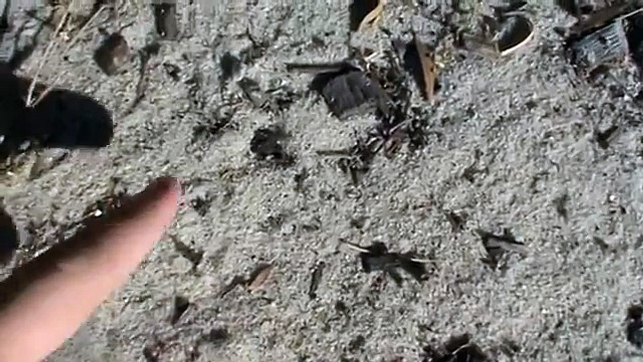 [How To] Dig a Hole with your Finger