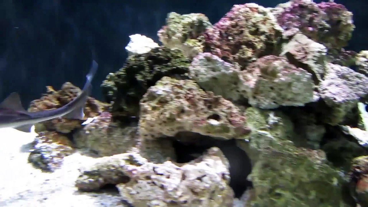 Video Wednesday׃ Sharks
