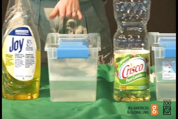 Lesson 3 - Willie the Chimpanzee Reacts to His Own Reflection!Pollution