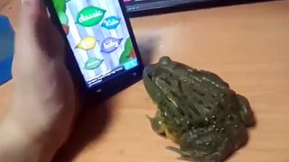 Frog Tries To Eat Fly Off Screen!