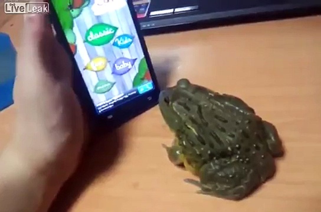 Frog Tries To Eat Fly Off Screen!