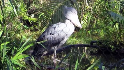 Video Wednesday׃ Shoebill Stork  Willie the Chimpanzee Reacts to His Own Reflection!