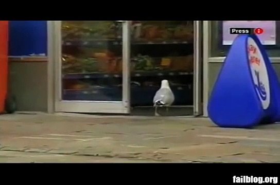 Прикол с наглой чайкой, смотреть всем, почему случилась недостача! (Классное видео, Shoplifter WIN)