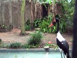 Lily the Saddle Billed Stork  Willie the Chimpanzee Reacts to His Own Reflection!