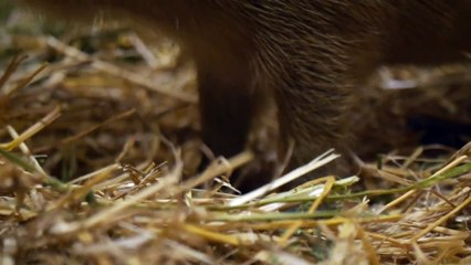 New Baby Capybara!  Willie the Chimpanzee Reacts to His Own Reflection!