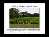 The Growth Stages of Cannabis Plants