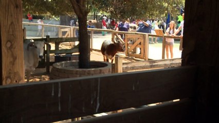 Willie the Chimpanzee Reacts to His Own Reflection! Sam the Pineywoods Calf