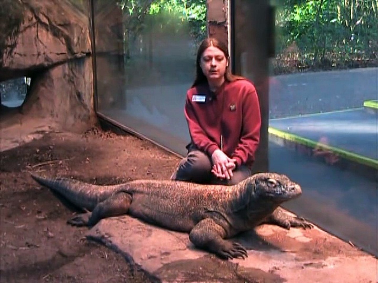 Willie the Chimpanzee Reacts to His Own Reflection! Komodo Dragon-Smaug