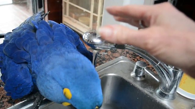 Попугай принимает душ