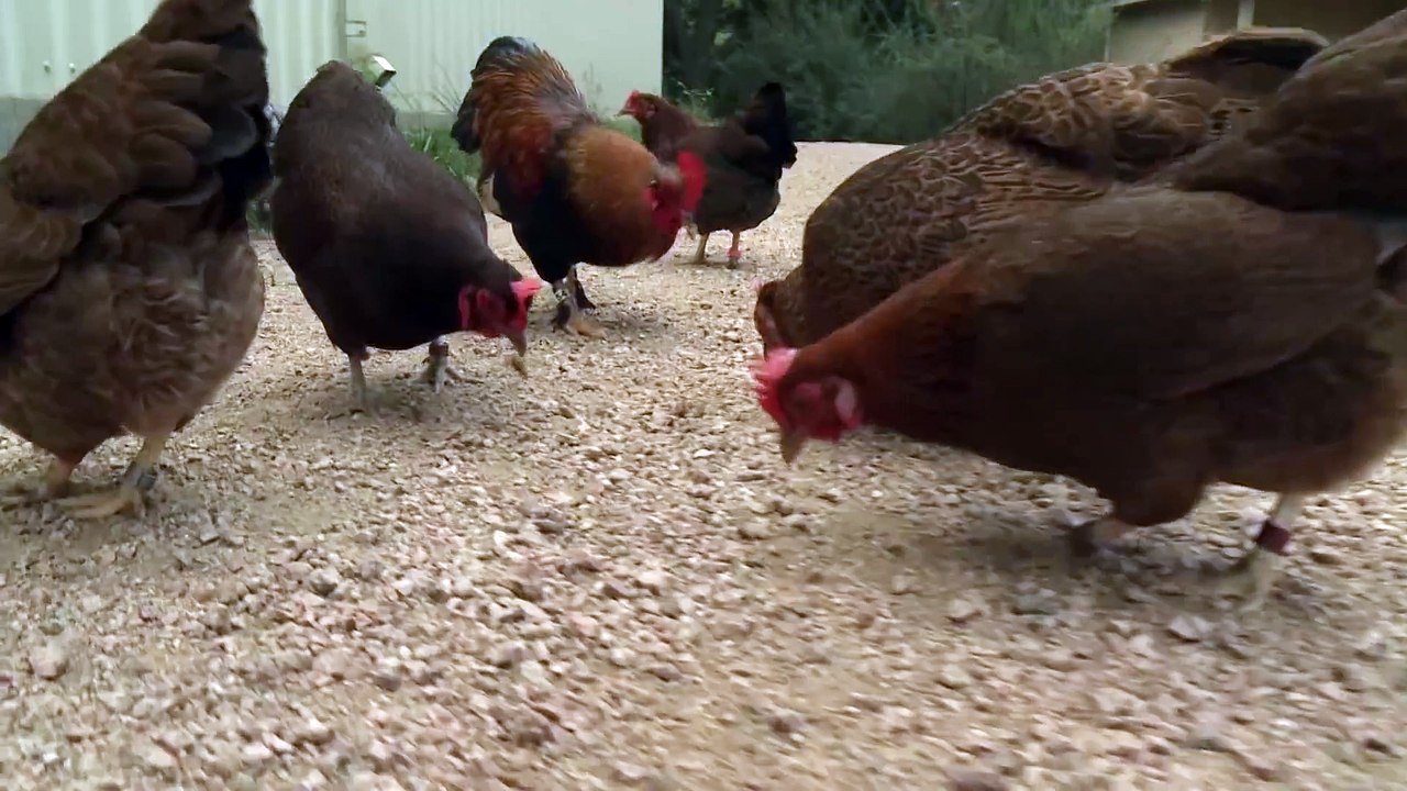 Free Range Chickens at the Houston Zoo!