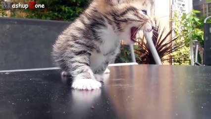 Kittens Meowing Compilation || CUTE