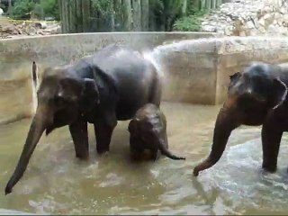 Everybody in the Pool!  Willie the Chimpanzee Reacts to His Own Reflection!