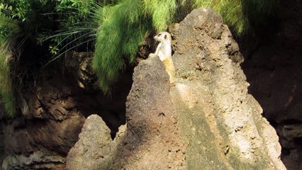 Willie the Chimpanzee Reacts to His Own Reflection! Meerkats in the mud